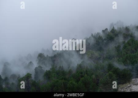 Brouillard sur la forêt, passe es Cards Colers, Fornalutx, Sierra de Tramuntana, Majorque, Espagne Banque D'Images