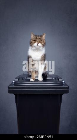 chat assis au-dessus d'un conteneur de déchets avec des déchets résiduels. image de concept pour la pollution de l'environnement par la litière de chat Banque D'Images