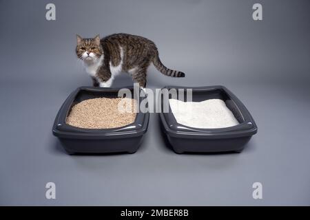 chat tabby debout derrière deux boîtes à litière pour chat avec de l'argile et de la litière organique pour chat. image conceptuelle pour la comparaison des déchets dégradables et non dégradables. Banque D'Images