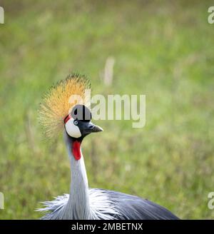 gros plan de la grue à couronne grise (Balearia regulorum), Parc national d'Amboseli, Kenya, Afrique Banque D'Images