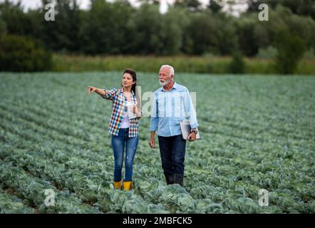 Homme d'affaires senior et jeune femme paysanne parlant dans la plantation de chou en été. Concept d'assurance ou d'assurance Banque D'Images
