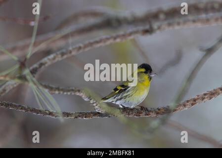 Siskin eurasien (Spinus spinus) au soleil assis sur la branche de pin blanc avec cône en premier plan, Podlaskie Voivodeship, Pologne, Europe Banque D'Images