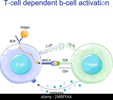 Activation de la cellule b dépendante de la cellule T. Les lymphocytes B lient un antigène, reçoivent l'aide d'un assistant T et se différencient en une cellule plasmatique qui sécrète de Illustration de Vecteur