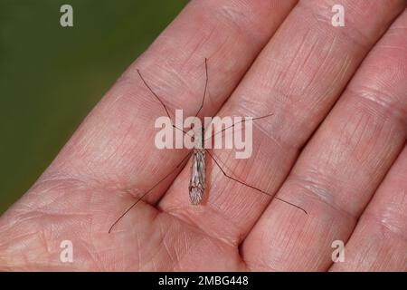 La mouche de grue mâle Tipula rufina reposant sur une main. Sans piquer !, ailes pliées. Famille des mouches des grues (Tipulidae). Printemps, jardin hollandais, pays-Bas. Banque D'Images