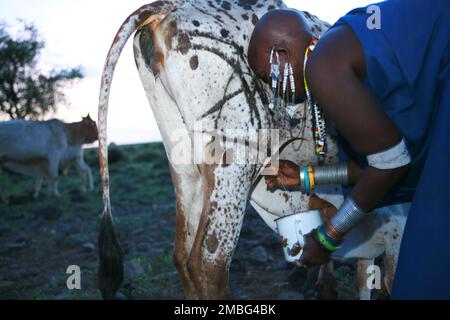 Les Maasai, les vaches et les vaches laitières en Tanzanie en Afrique Banque D'Images