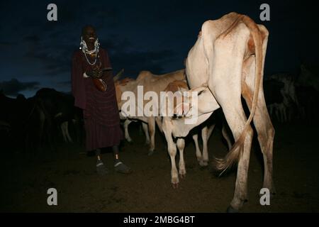 Les Maasai, les vaches et les vaches laitières en Tanzanie en Afrique Banque D'Images