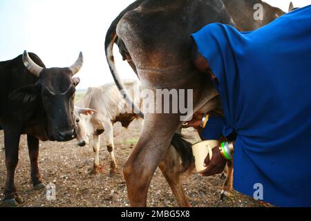 Les Maasai, les vaches et les vaches laitières en Tanzanie en Afrique Banque D'Images