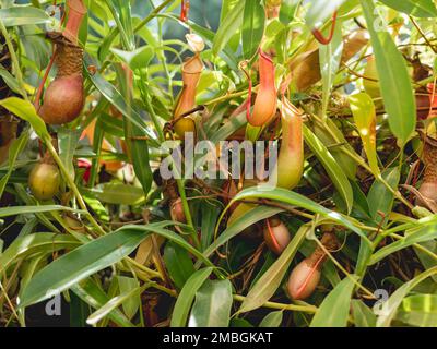 Nepenthes alata, plante pichet tropicale. La plante exotique est carnivore et utilise son nectar pour attirer les insectes qui se noient dans le pichet et sont digérés Banque D'Images