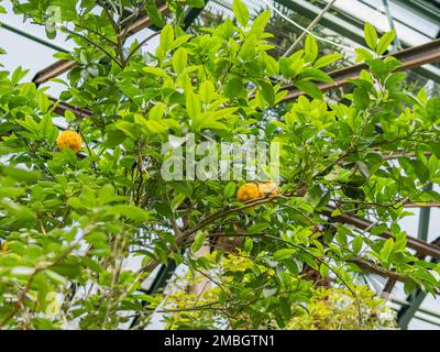 Agrumes bergamie ou orange bergamote. Agrumes parmi les feuilles vertes du feuillage de l'arbre. Banque D'Images