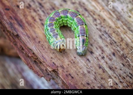 Un pinastri sphinx de caterpillar vit sur des pins et mange des aiguilles. Jeune caterpillar gros plan. Banque D'Images