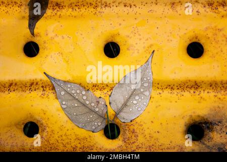 feuilles d'arbre séchées avec quelques gouttes de pluie au-dessus d'elles sur une feuille d'acier perforé jaune rouille, chutes de feuilles en automne, horizontales Banque D'Images