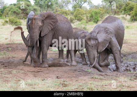 Groupe d'éléphants africains jouant et s'appréciant dans un trou d'eau boueux dans le parc national Kruger, Afrique du Sud Banque D'Images