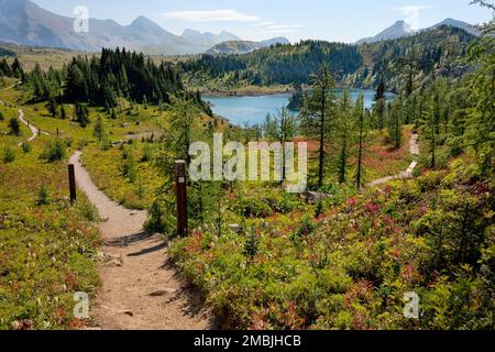 Septembre randonnée avec un peu de couleur d'automne dans le parc provincial Mt Assiniboine, C.-B. - sentier en boucle Grizzly-Larix et le lac Rock Isle. Banque D'Images