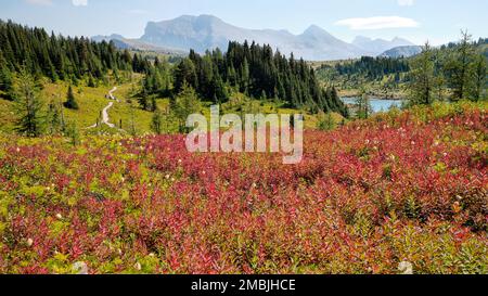 Vue sur le feuillage rouge vers une partie du sentier de la boucle Grizzly-Larix et du lac Rock Isle. Parc provincial Mt Assiniboine, C.-B. Banque D'Images