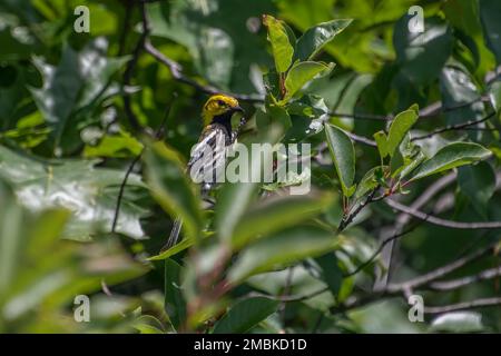 Verruler vert à gorge noire dans l'arbre. Banque D'Images