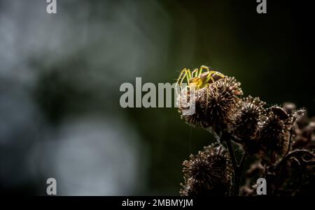 Araignée Lynx rayée (Oxyopes salticus) sur la fleur de la matrice ou brune avec un arrière-plan flou de nature. Banque D'Images