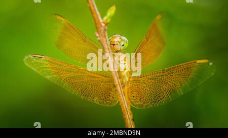 Une libellule jaune perchée sur une branche d'arbre et un fond naturel, foyer sélectif, macro insecte, insecte coloré en Thaïlande. Banque D'Images