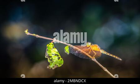 Une libellule jaune perchée sur une branche d'arbre et un fond naturel, foyer sélectif, macro insecte, insecte coloré en Thaïlande. Banque D'Images