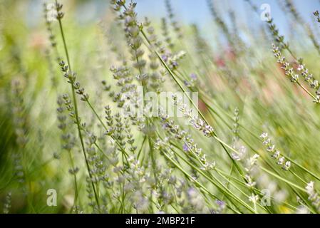 Les fonds lavande. Champ de floraison. Pré. Aromathérapie. SPA. Gros plan sur les fleurs et l'herbe et le ciel. Banque D'Images
