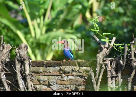 Javan kingfisher perché sur un mur de briques. Java, Indonésie. Banque D'Images