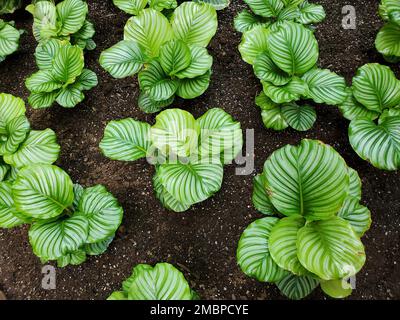 Belle étendue de Calathea Orbifolia plantes poussant sur le sol Banque D'Images