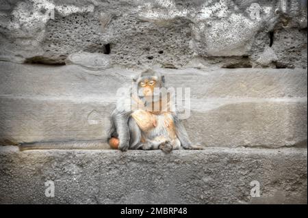 Une macaque femelle à longue queue est assise avec ses yeux fermés sur une étroite plinthe d'un tailleur de pierre, détendue et inquiet libre. Banque D'Images