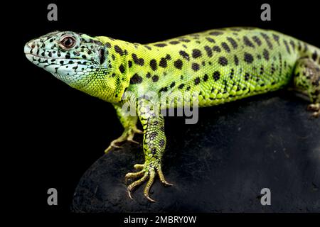 Ibérique émeraude lizard (Lacerta schreiberi) femelle Banque D'Images