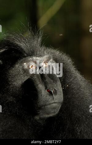 Portrait d'un macaque à cragoût noir de Sulawesi (Macaca nigra) alpha mâle qui semble toujours montrer la confiance, le calme et, étonnamment, les gestes aimables tout en étant autour des humains dans la forêt de Tangkoko, au nord de Sulawesi, en Indonésie. Il a grandi et a atteint le rang supérieur de la troupe sans certains de ses doigts de gauche qui ont perdu par accident. Selon une équipe de scientifiques dirigée par Christof Neumann dans un article scientifique publié en août 2013, un macaque à crête mâle « se montre souvent fort face à une situation menaçante ». Banque D'Images