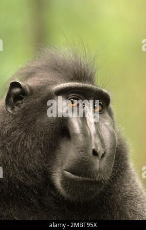 Portrait d'un macaque à cragoût noir de Sulawesi (Macaca nigra) alpha mâle qui semble toujours montrer la confiance, le calme et, étonnamment, les gestes aimables tout en étant autour des humains dans la forêt de Tangkoko, au nord de Sulawesi, en Indonésie. Il a grandi et a atteint le rang supérieur de la troupe sans certains de ses doigts de gauche qui ont perdu par accident. Selon une équipe de scientifiques dirigée par Christof Neumann dans un article scientifique publié en août 2013, un macaque à crête mâle « se montre souvent fort face à une situation menaçante ». Banque D'Images