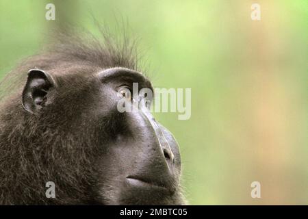 Portrait d'un macaque à cragoût noir de Sulawesi (Macaca nigra) alpha mâle qui semble toujours montrer la confiance, le calme et, étonnamment, les gestes aimables tout en étant autour des humains dans la forêt de Tangkoko, au nord de Sulawesi, en Indonésie. Il a grandi et a atteint le rang supérieur de la troupe sans certains de ses doigts de gauche qui ont perdu par accident. Selon une équipe de scientifiques dirigée par Christof Neumann dans un article scientifique publié en août 2013, un macaque à crête mâle « se montre souvent fort face à une situation menaçante ». Banque D'Images