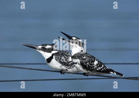 Pied kingfisher Ceryle rudis, couple Banque D'Images