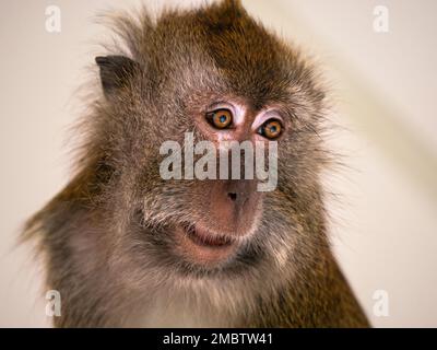 Manger du crabe fasdicularis Macaque Macaca portrait Banque D'Images