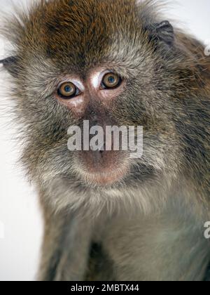 Manger du crabe fasdicularis Macaque Macaca portrait Banque D'Images