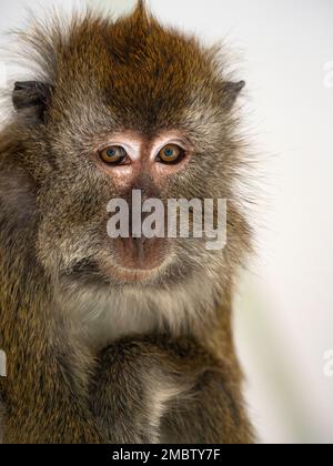 Manger du crabe fasdicularis Macaque Macaca portrait Banque D'Images