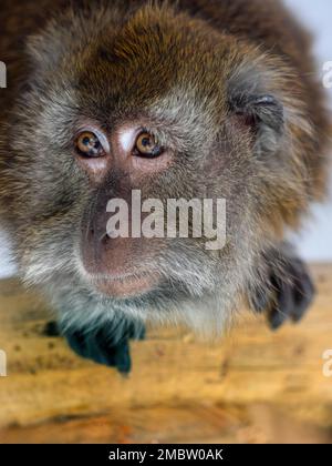 Manger du crabe fasdicularis Macaque Macaca portrait Banque D'Images