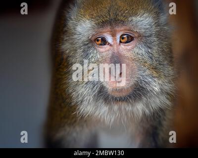 Manger du crabe fasdicularis Macaque Macaca portrait Banque D'Images