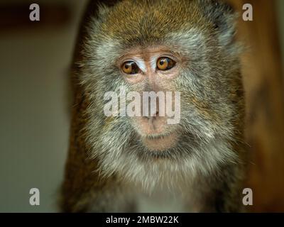 Manger du crabe fasdicularis Macaque Macaca portrait Banque D'Images