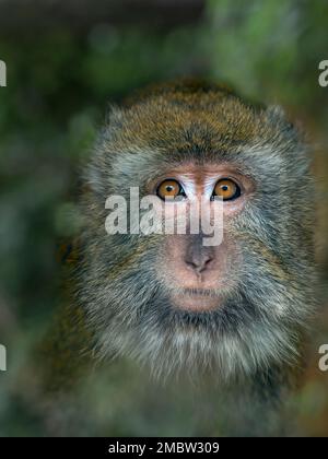 Manger du crabe fasdicularis Macaque Macaca portrait Banque D'Images