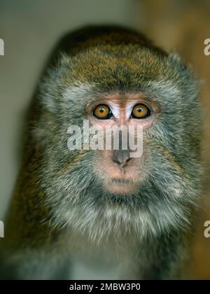 Manger du crabe fasdicularis Macaque Macaca portrait Banque D'Images