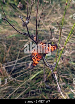 Gros plan vertical d'un papillon à virgule de houary assis sur une plante sèche Banque D'Images