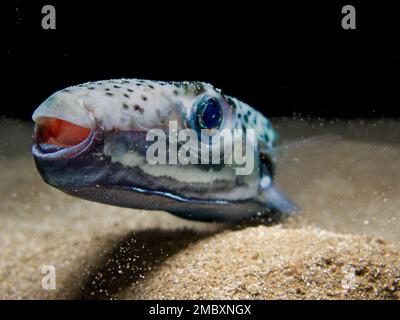 Argent - poisson-fond à joues - Lagocephalus sceleratus Banque D'Images