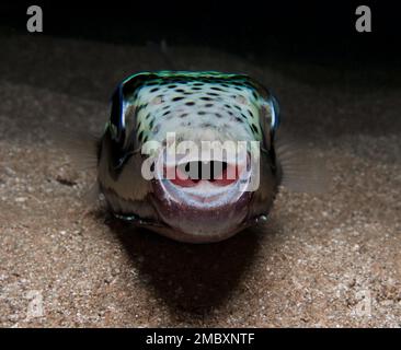 Argent - poisson-fond à joues - Lagocephalus sceleratus Banque D'Images