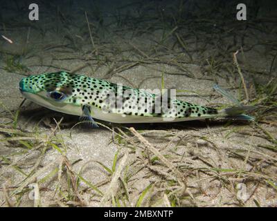 Argent - poisson-fond à joues - Lagocephalus sceleratus Banque D'Images