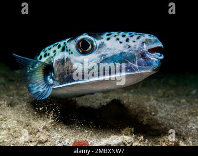 Argent - poisson-fond à joues - Lagocephalus sceleratus Banque D'Images