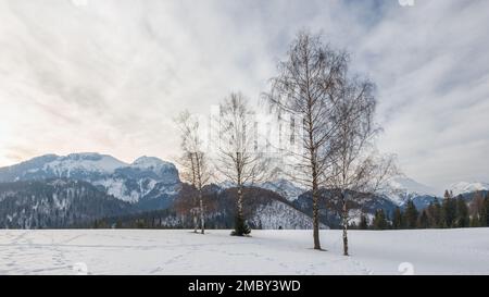 Vue sur le paysage enneigé de l'hiver avec les montagnes en arrière-plan. Parc national de High Tatras, Slovaquie, Europe. Banque D'Images