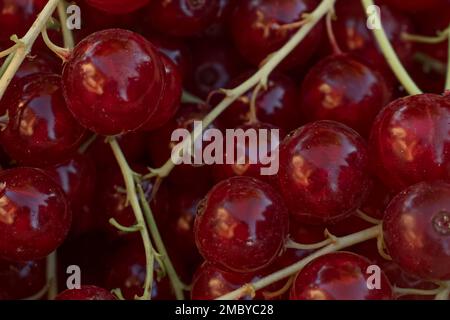 Baies de cassis avec brindilles vue de dessus très rapprochée. Baies et fruits en gros plan. Fruits sans additifs chimiques Banque D'Images