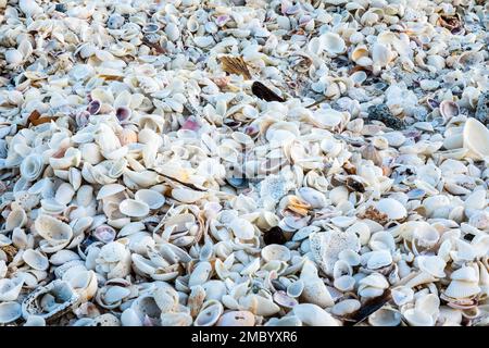 Photo plein cadre de coquillages sur une plage de Floride Banque D'Images