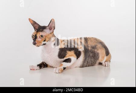 Cornish Rex Cat isolé sur fond blanc Banque D'Images