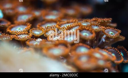 Photo sous-marine - fleur d'orange comme les coraux mous, espèces de Zoanthus, émettant de la lumière sous ampoule UV, arrière-plan marin abstrait, profondeur de champ peu profonde Banque D'Images