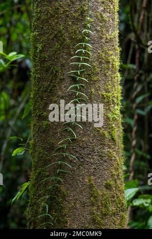 Vigne en pleine croissance tronc d'arbre dans la forêt tropicale, Bornéo Banque D'Images